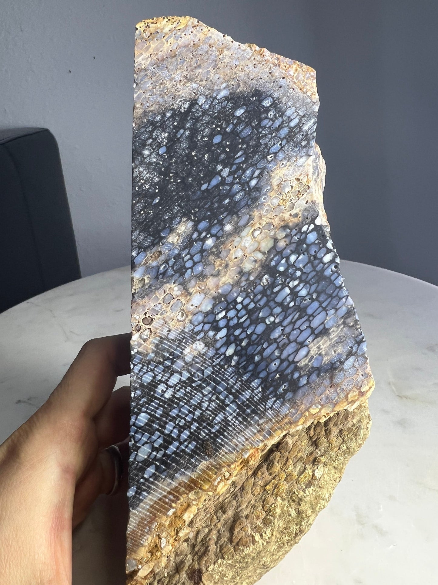 Petrified palm slab 2 pounds 10oz from Indonesia