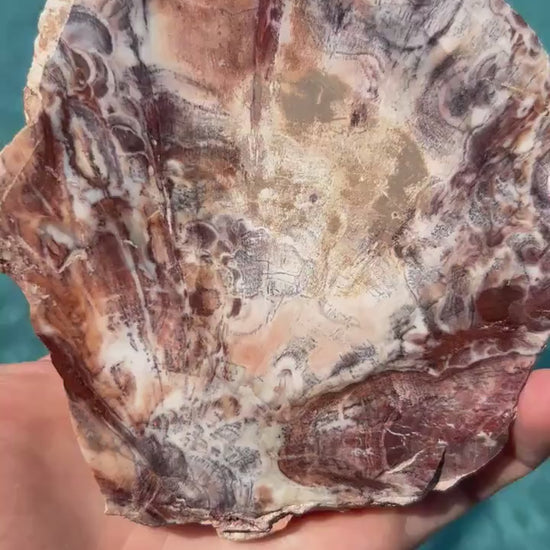 Petrified wood slab 270 grams