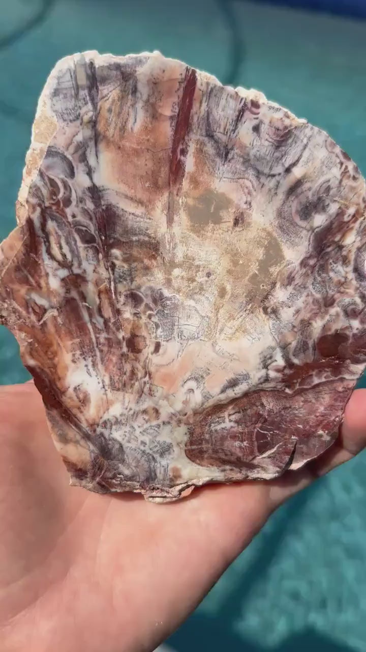 Petrified wood slab 270 grams