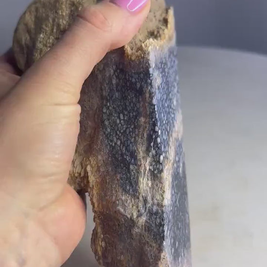 Petrified palm slab 2 pounds 10oz from Indonesia