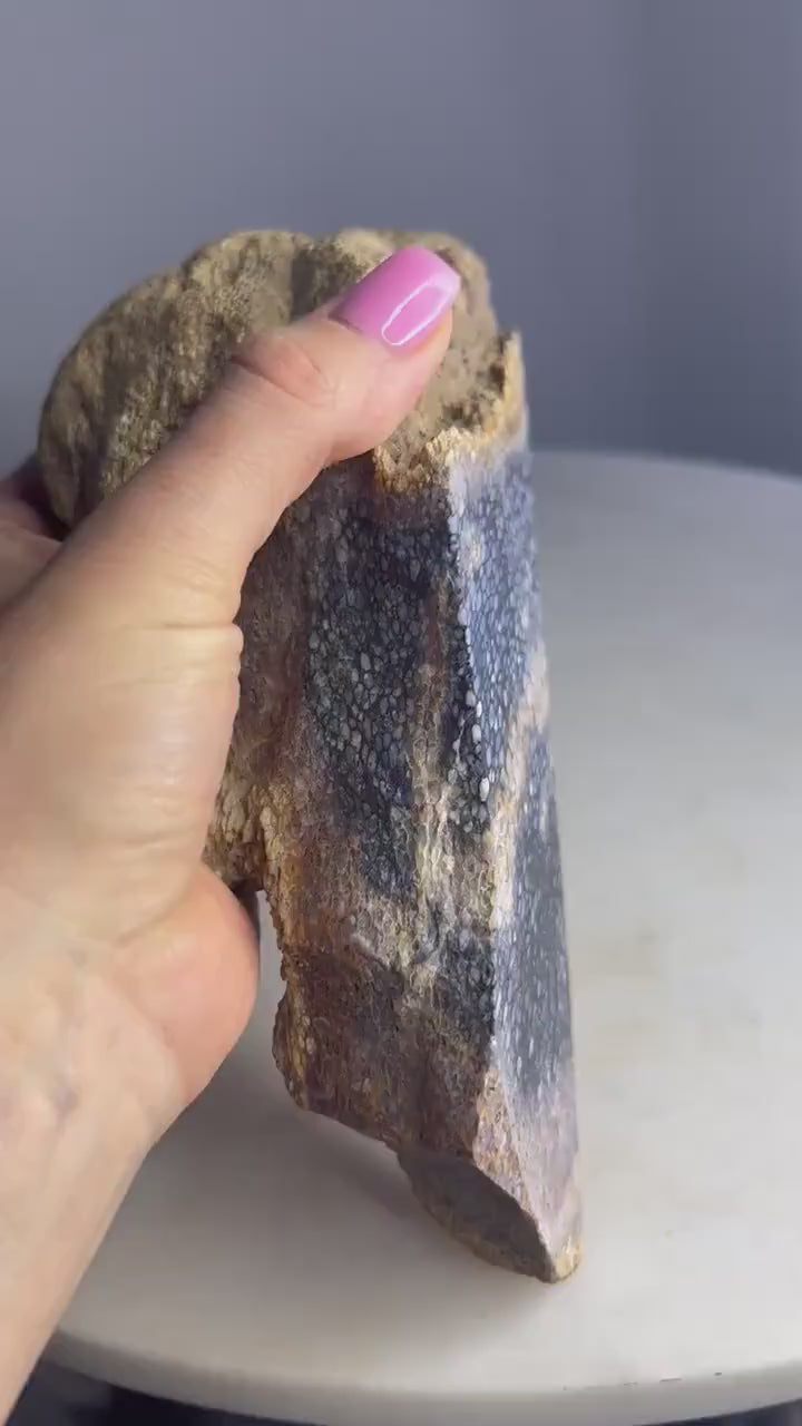 Petrified palm slab 2 pounds 10oz from Indonesia