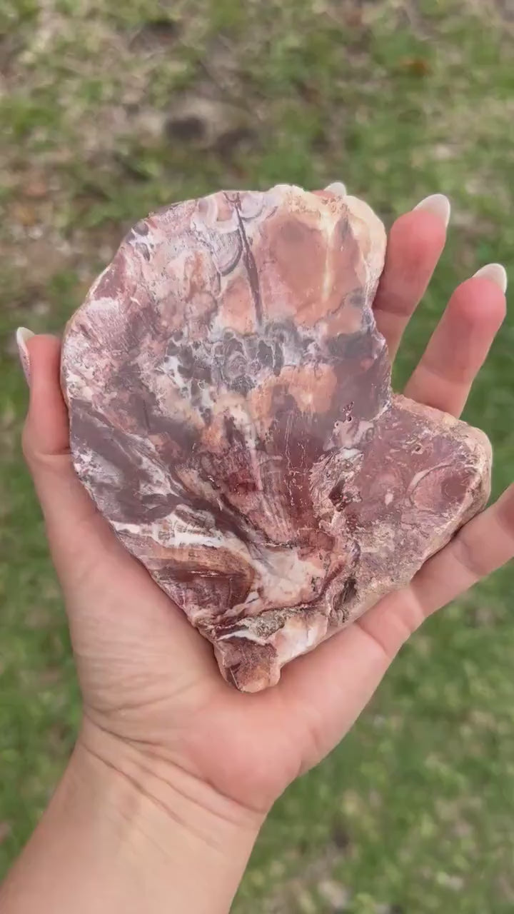 Petrified wood 334grams