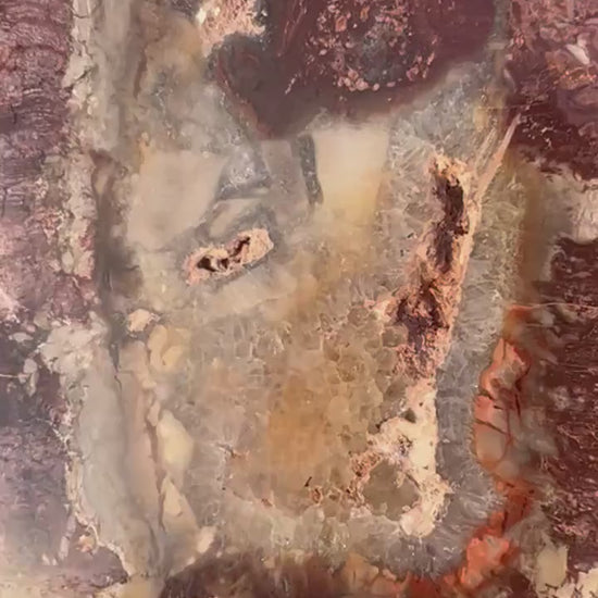 Petrified wood slab 1 pound 10oz from Madagascar. 7 inches long