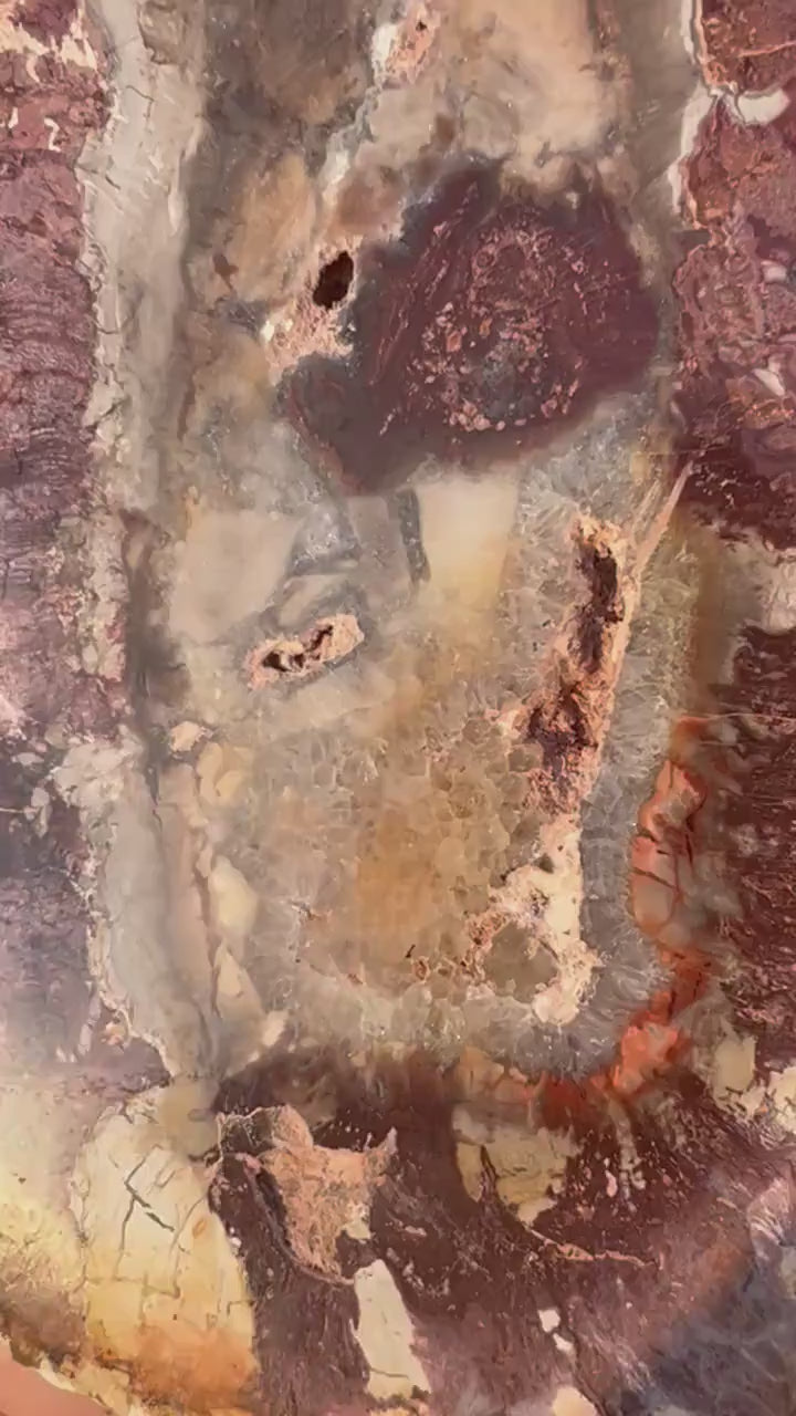 Petrified wood slab 1 pound 10oz from Madagascar. 7 inches long