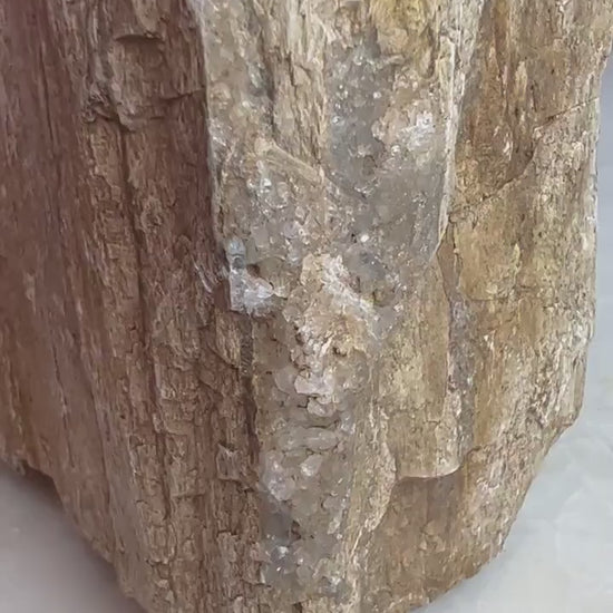Petrified wood slab 4 pounds