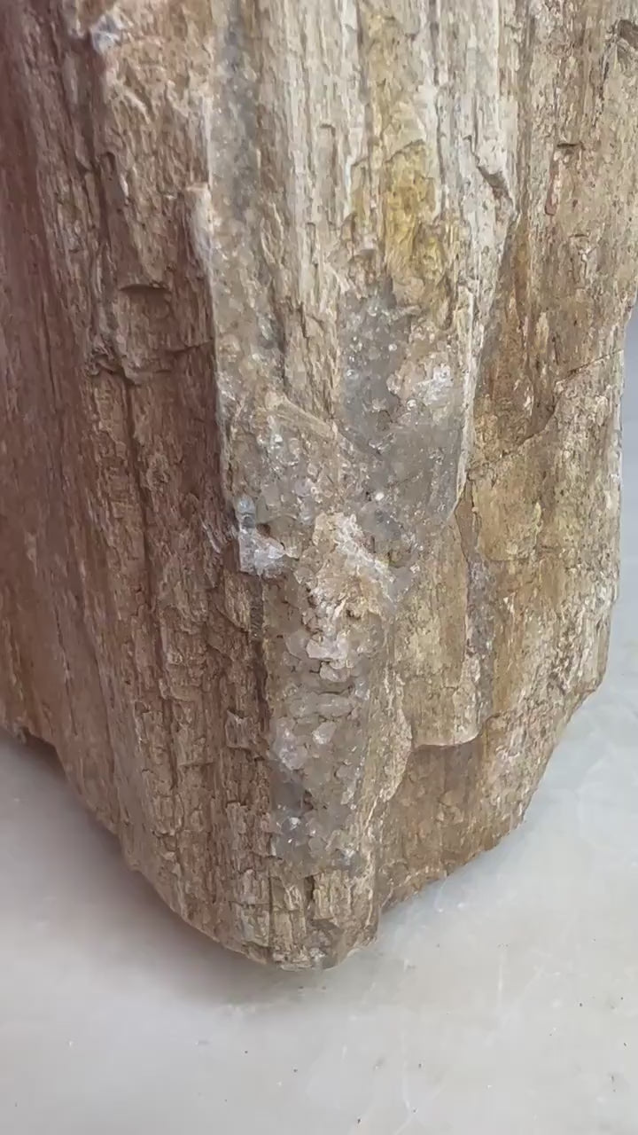 Petrified wood slab 4 pounds