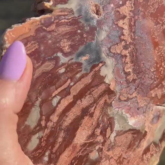 Petrified wood slab 1 pound 12oz