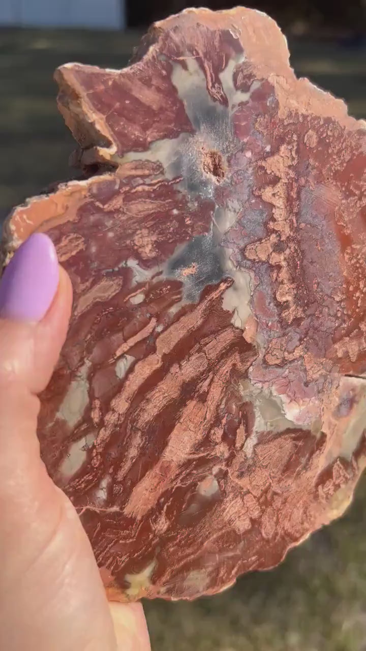 Petrified wood slab 1 pound 12oz