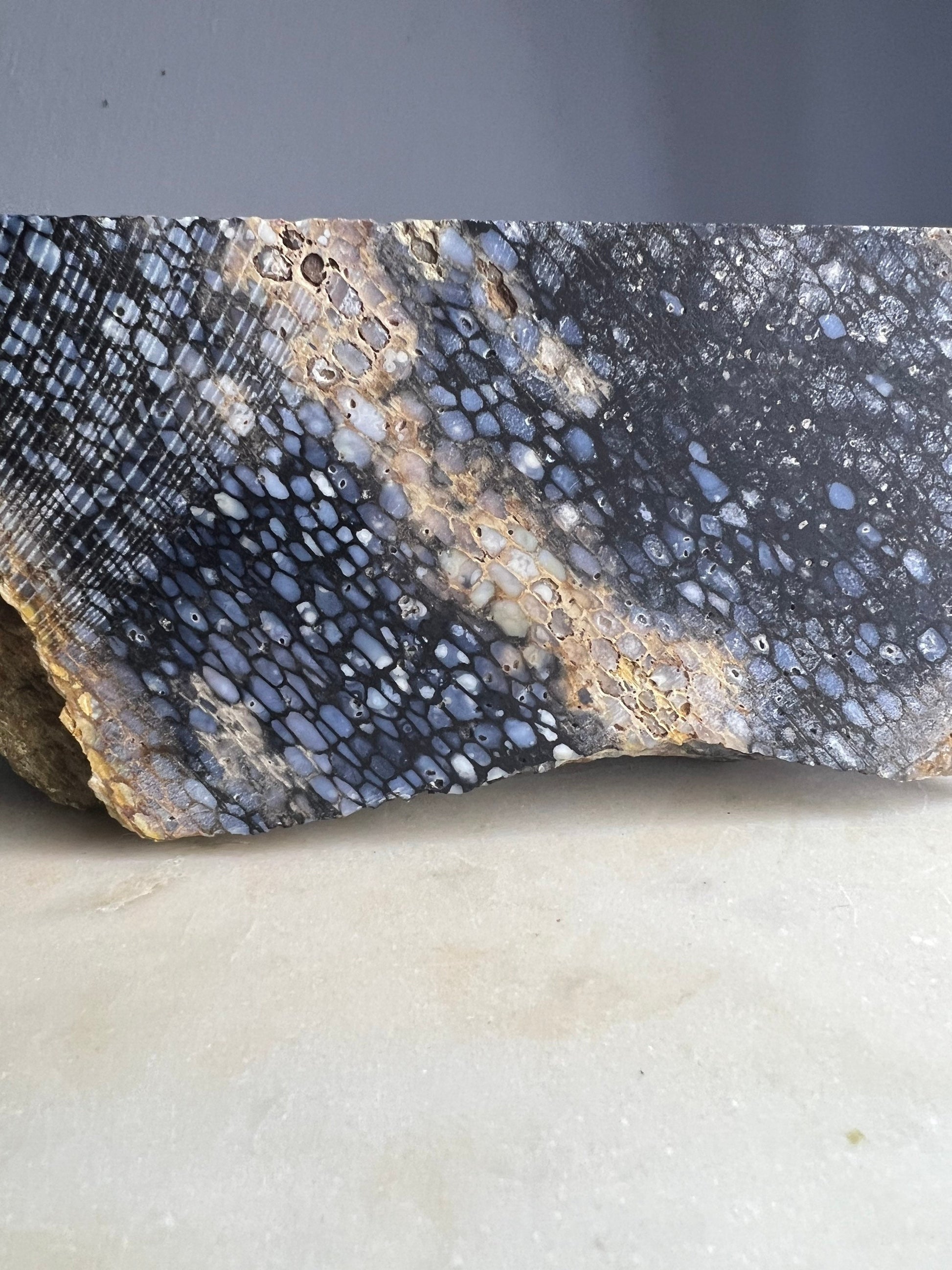 Petrified palm slab 2 pounds 10oz from Indonesia