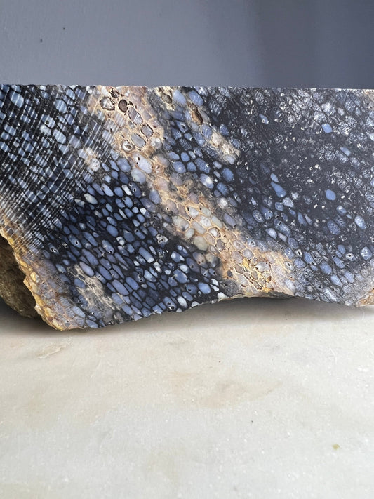 Petrified palm slab 2 pounds 10oz from Indonesia