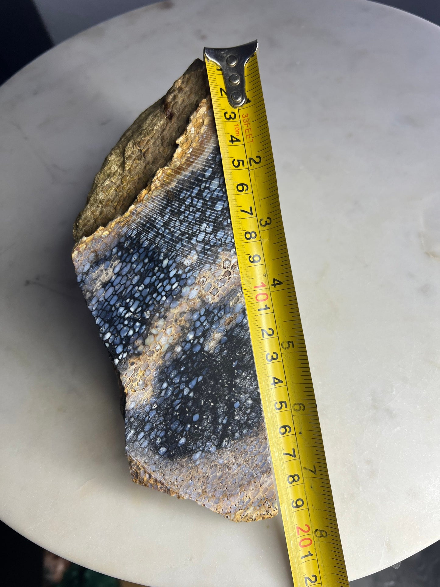 Petrified palm slab 2 pounds 10oz from Indonesia