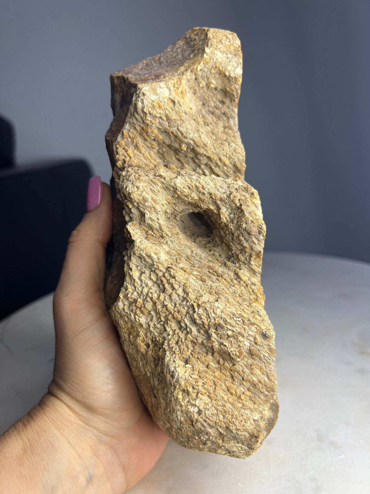 Petrified palm slab 2 pounds 10oz from Indonesia