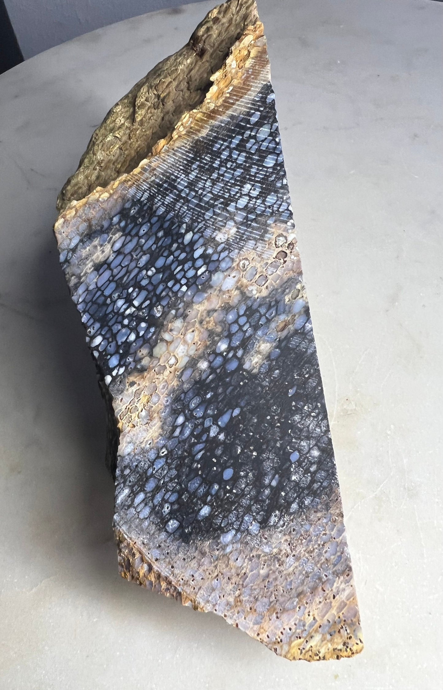 Petrified palm slab 2 pounds 10oz from Indonesia