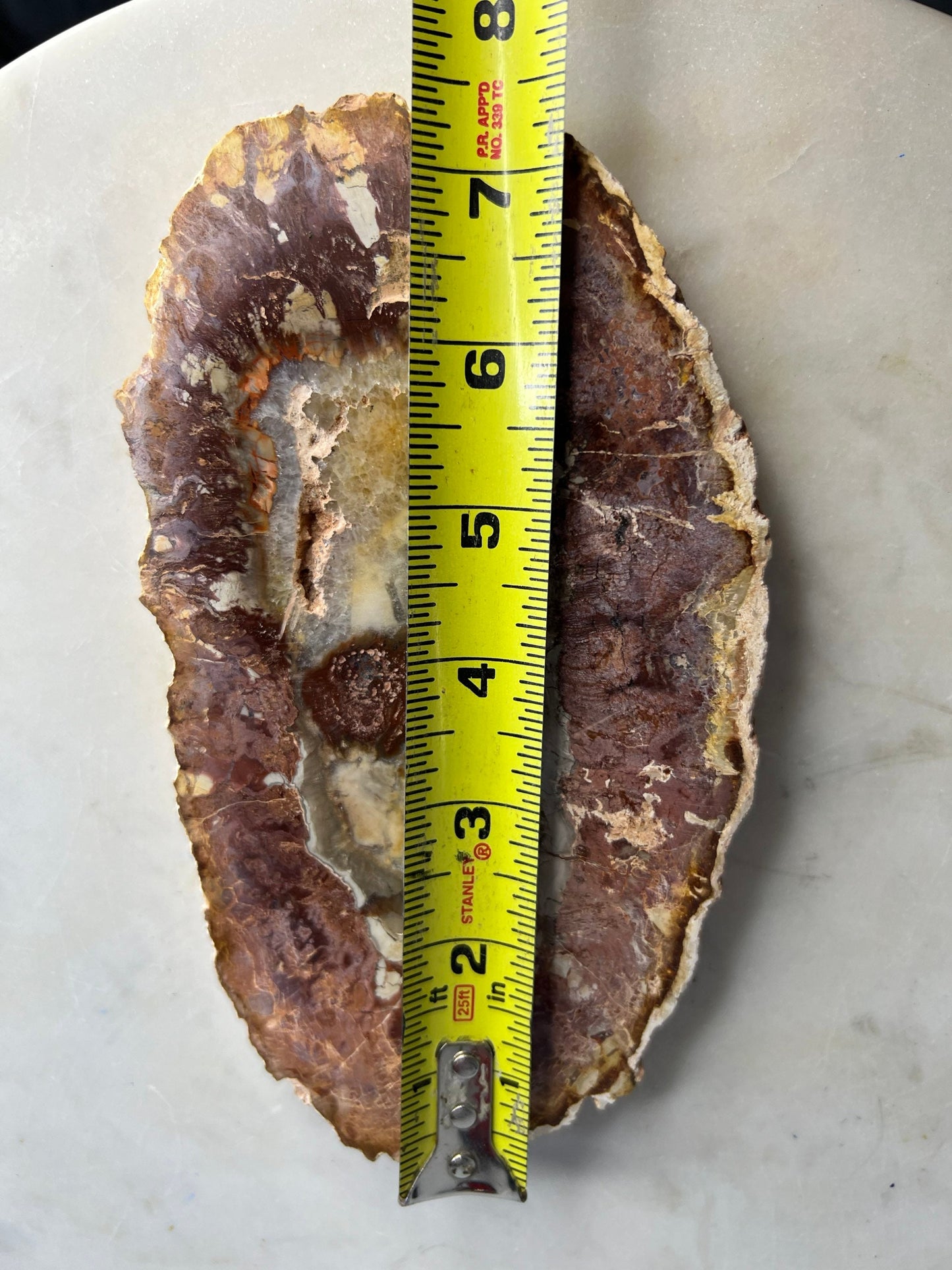 Petrified wood slab 1 pound 10oz from Madagascar. 7 inches long