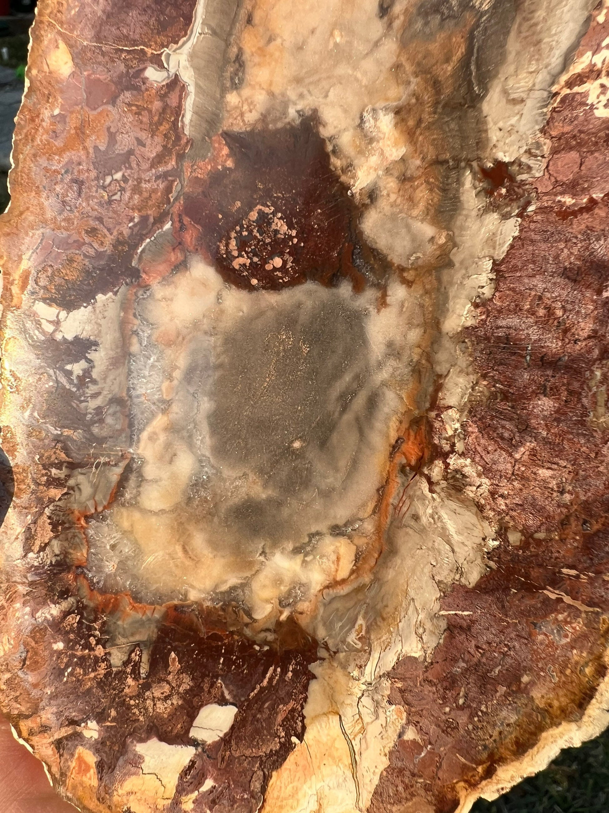 Petrified wood slab 1 pound 10oz from Madagascar. 7 inches long