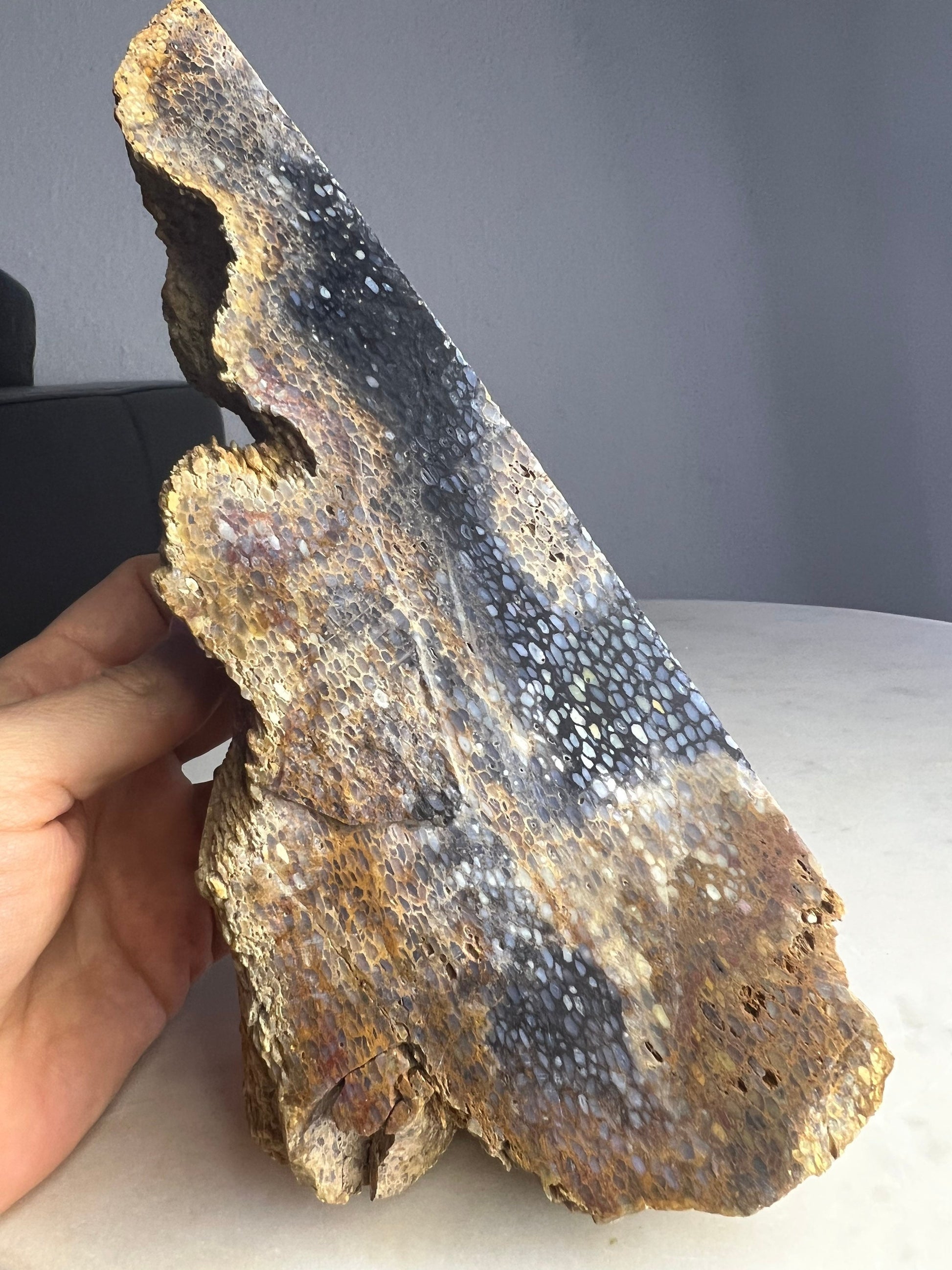 Petrified palm slab 2 pounds 10oz from Indonesia