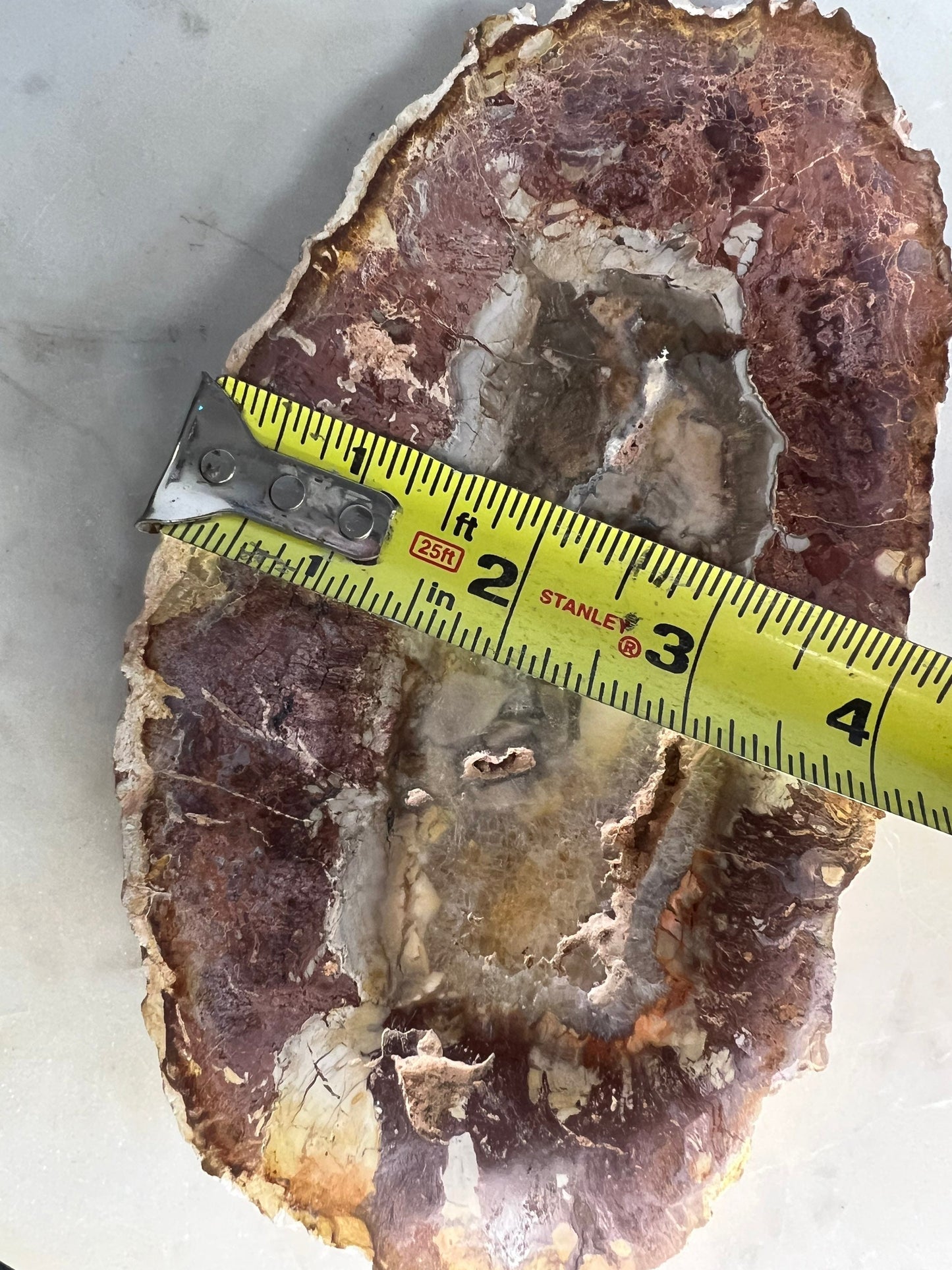 Petrified wood slab 1 pound 10oz from Madagascar. 7 inches long