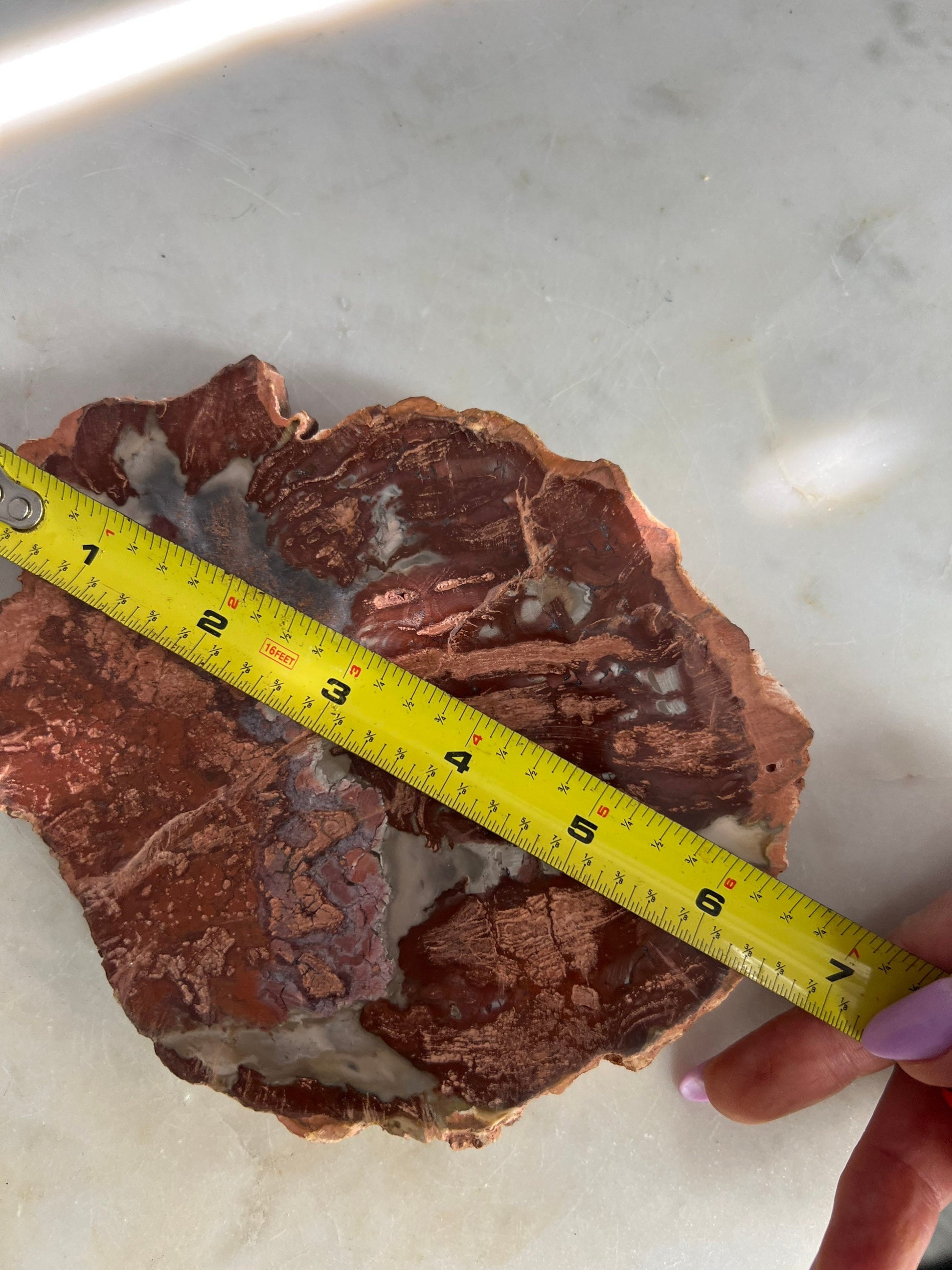 Petrified wood slab 1 pound 12oz