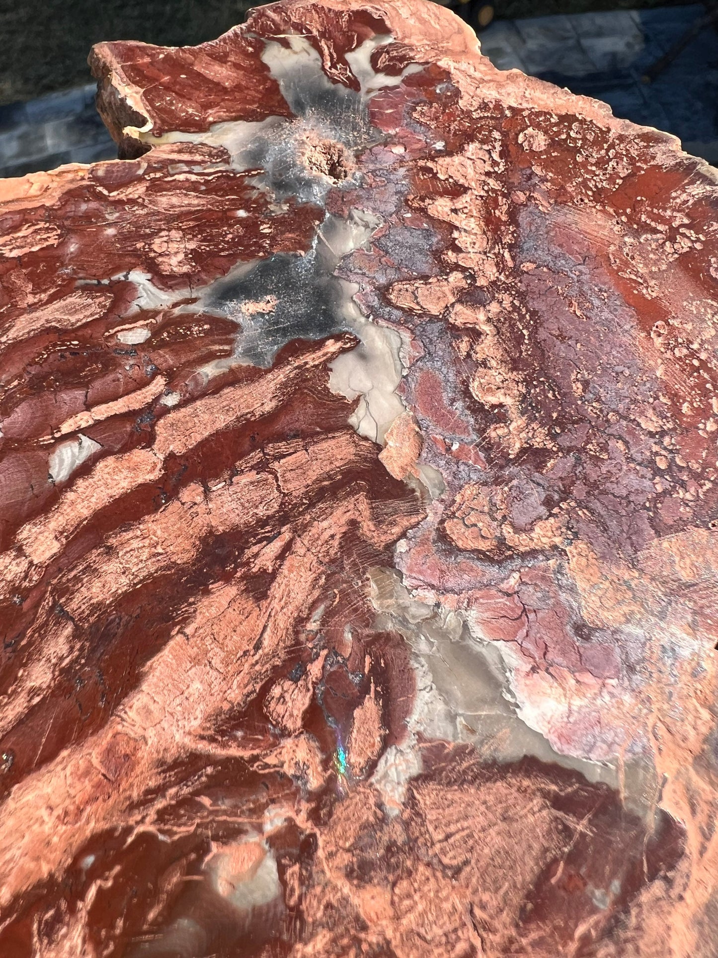Petrified wood slab 1 pound 12oz