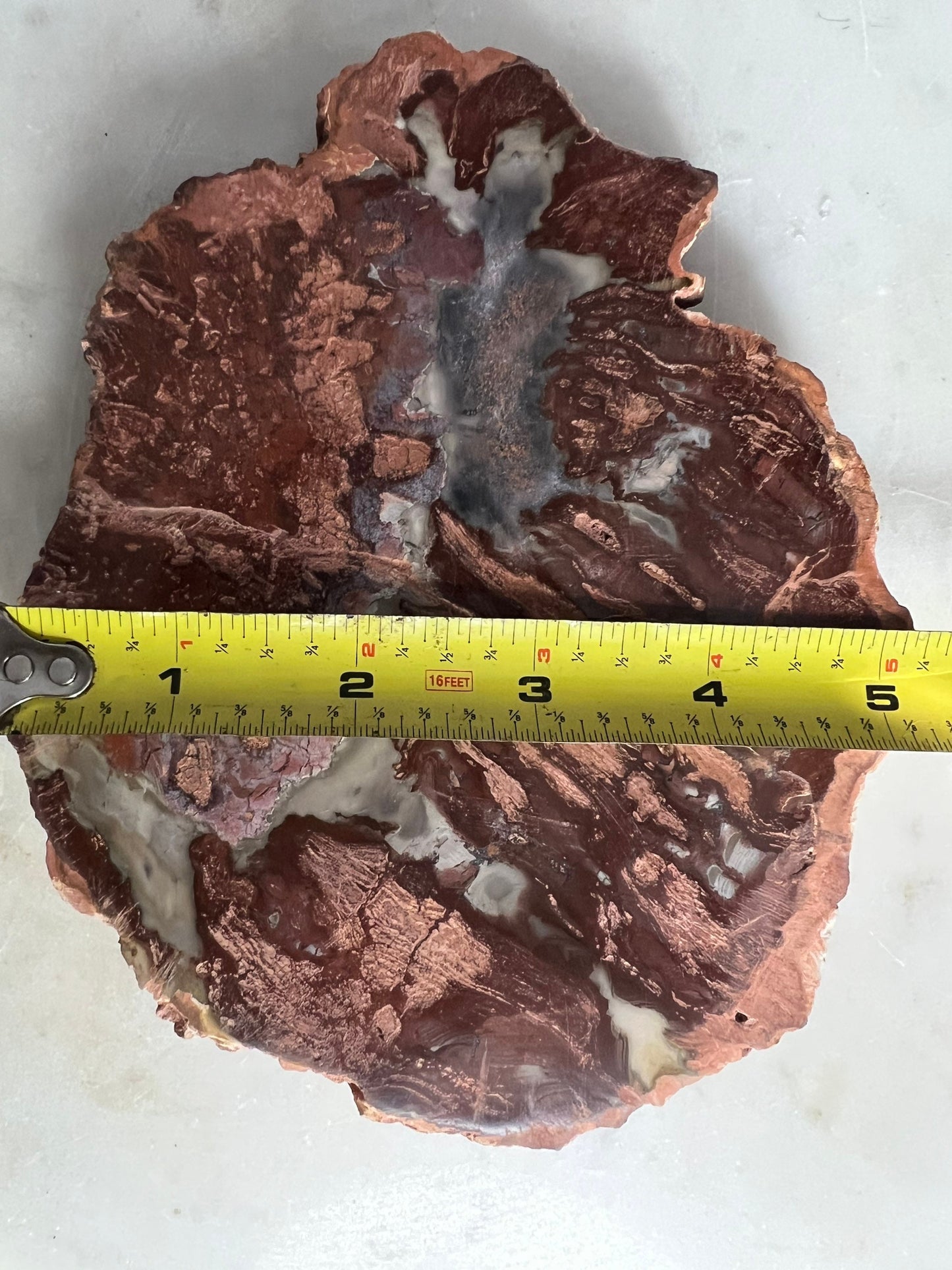 Petrified wood slab 1 pound 12oz