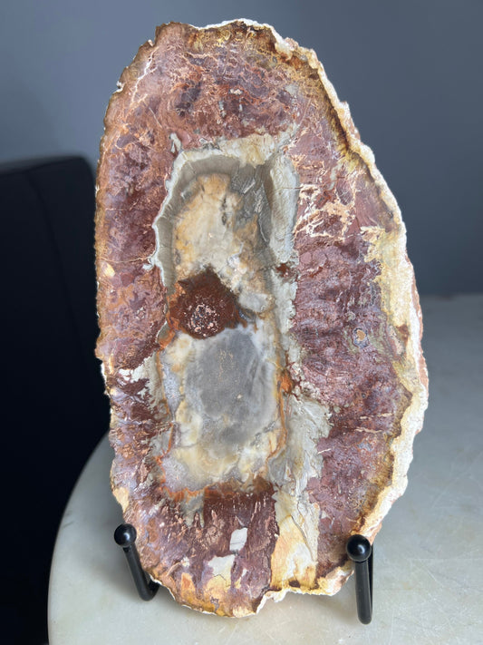 Petrified wood slab 1 pound 10oz from Madagascar. 7 inches long