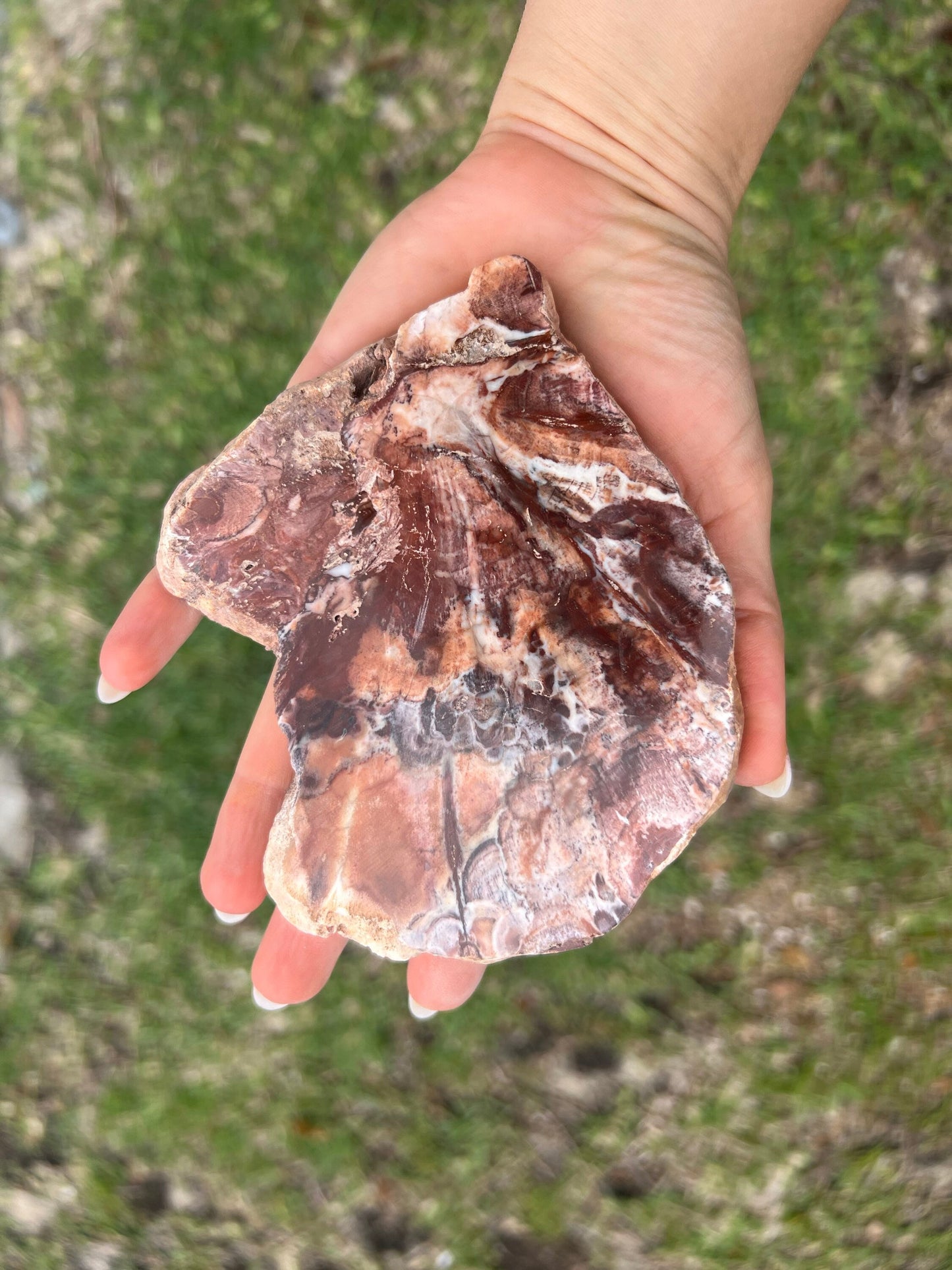 Petrified wood 334grams