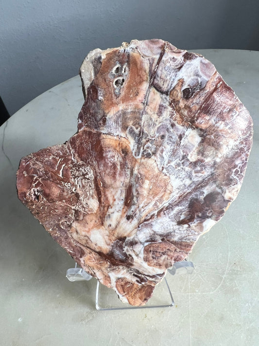 Petrified wood 334grams