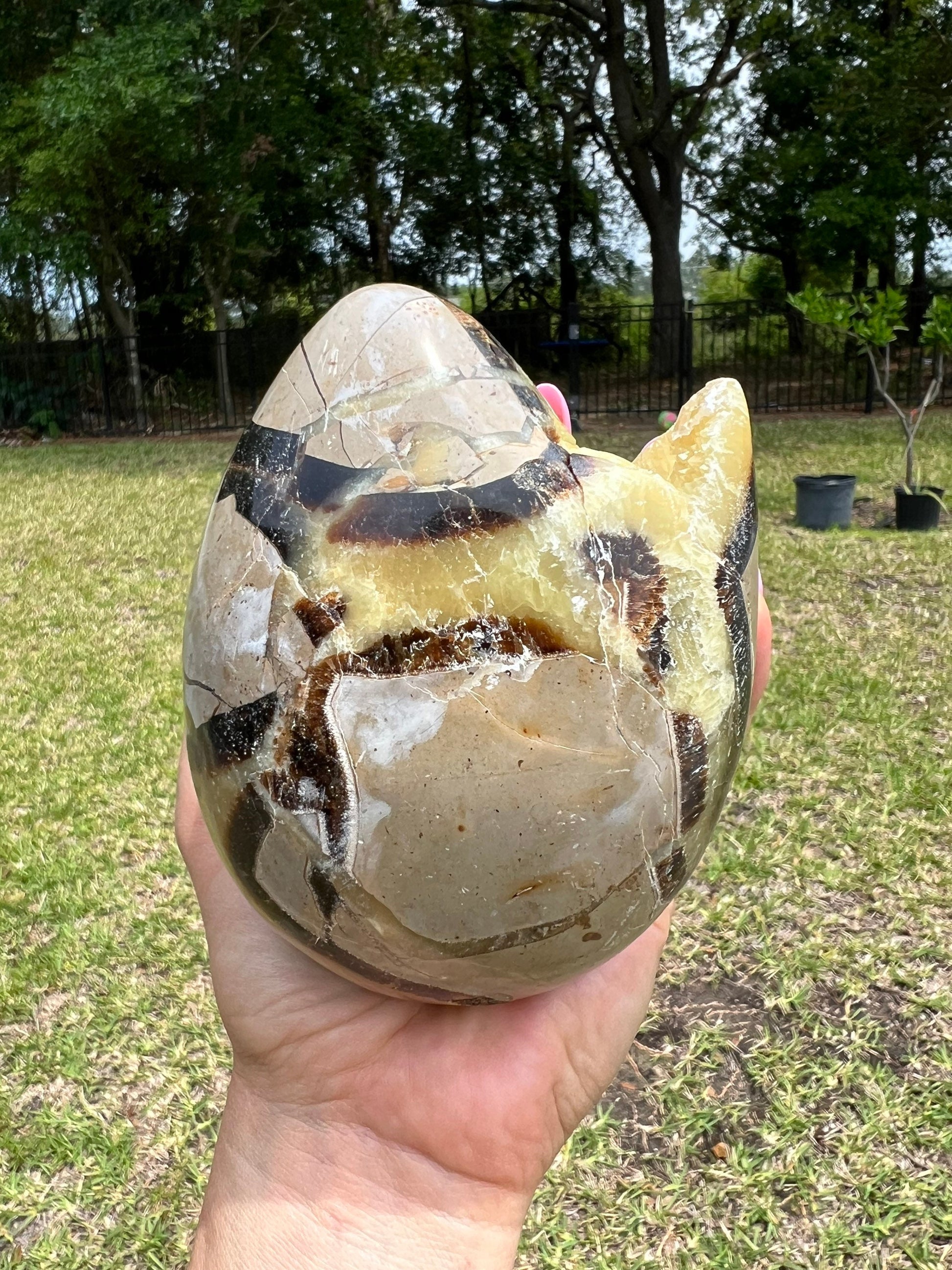 Septarian unique egg shape. 2 pounds 6oz